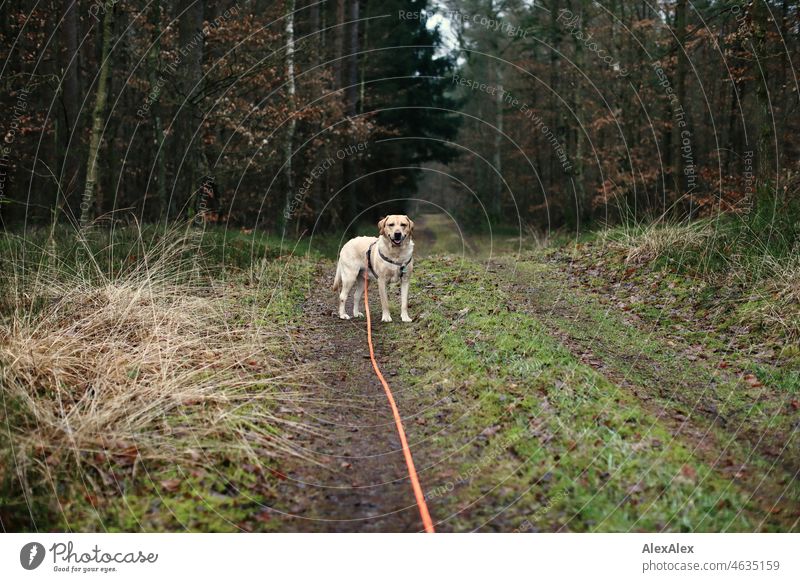 Blonder Labrador an oranger Schleppleihe im Wald auf einem Weg schaut zum Herrchen zurück Tier Haustier Hund blond blonder Labrador Labrador- Mischling schön
