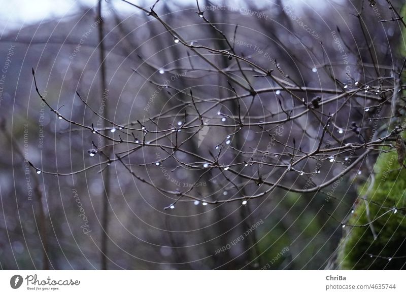 Kahle Zweige mit glitzernden, gefrorenen Tropfen im Winter Zweige u. Äste regen Frost winter kahl dunkel Natur Außenaufnahme Menschenleer kalt Eis Umwelt Baum