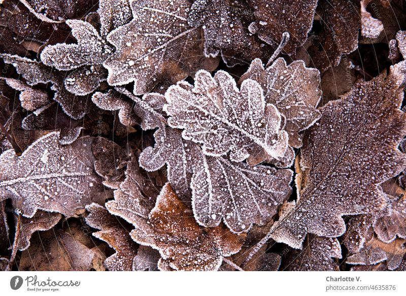 Raureif an totem Laub Blätter Natur Winter frostig kalt gefroren eisig Frost Kälte winterlich Außenaufnahme braun weiß frieren Blattadern vergänglich