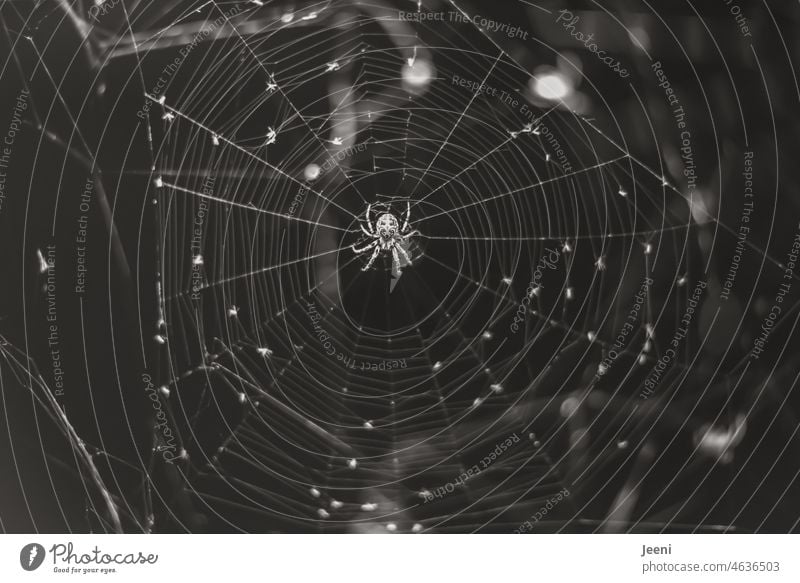 Kreuzspinne auf Beutefang Spinne Spinnennetz Spinngewebe Tier Low Key Nacht Umwelt Beutejagd Jagd Leben Insekten Angst bedrohlich gruselig Ekel krabbeln Fressen