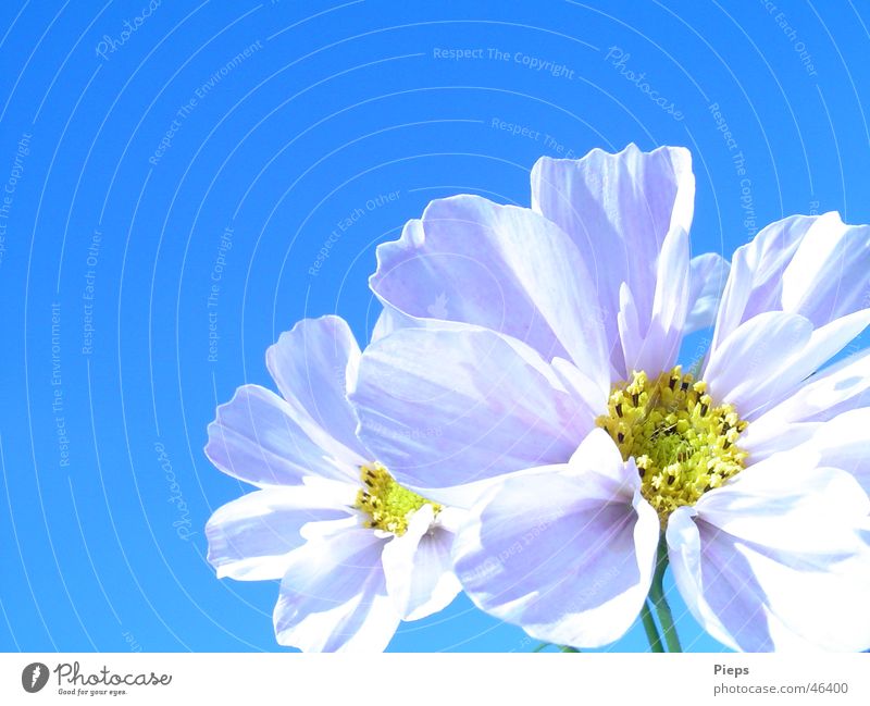 Weiße Cosmeablüten Farbfoto Außenaufnahme Nahaufnahme Textfreiraum links Textfreiraum oben Sommer Natur Pflanze Himmel Blume Blüte Blühend weiß Fröhlichkeit