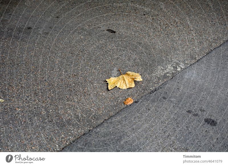 Blätter warten an der Haltelinie Straße Asphalt grau Fuge Linie Blatt Laub Außenaufnahme Verkehrswege Farbfoto schwarz gelb Flecken