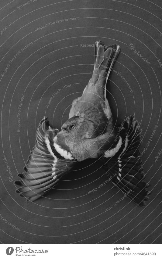 Toter Vogel auf dunklem Untergrund Meise Tod Sterben Federn Tier Tierquälerei Natur Ende Tierporträt Flügel Vergänglichkeit gestorben Traurigkeit Totes Tier