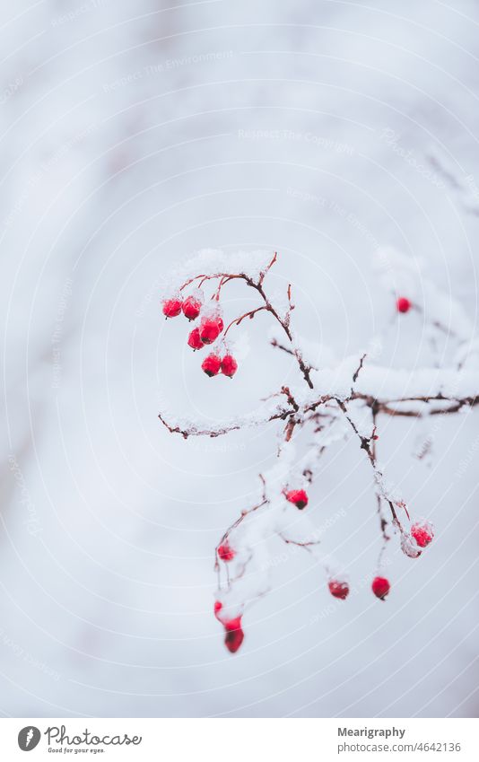 Rote Beeren mit Schnee bedeckt rote Beeren Winter Frost Eis Wetter Einfrieren Niederlassungen Baum Bäume weiß luftig Wasser Eiskristall braun Licht verschneite