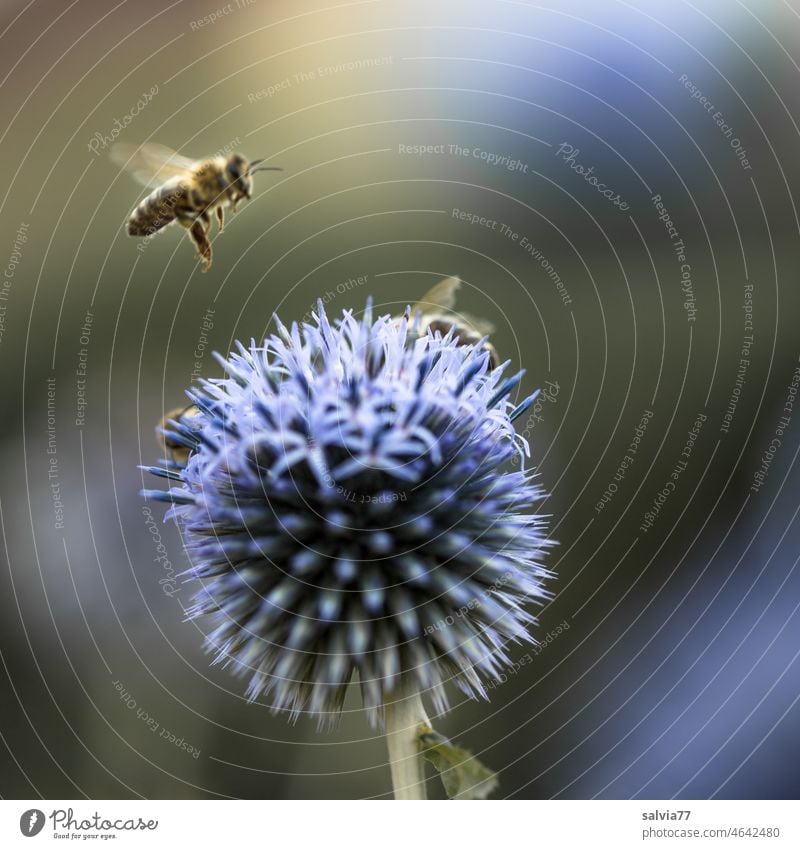 Bienenflug Kugeldistel Blüte Blume Insekt Nektar Honigbiene fliegend Sommer Duft Blühend bestäuben fleißig Garten Pollen Nutztier Makroaufnahme