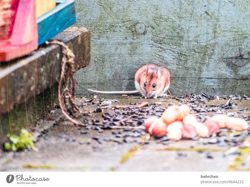 mäuschen mach mal piep hochbeet Pflanze Knopfauge Maus Nagetiere Ratte Natur Wildtier klein frech Garten beobachten Neugier Außenaufnahme Menschenleer niedlich