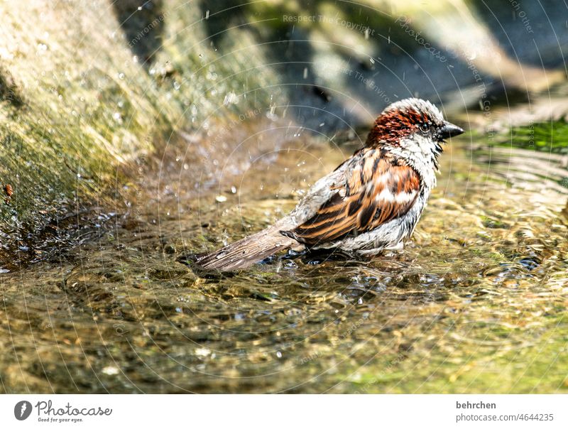 lieber den spatz in der hand als die taube auf dem dach nass Bach Fluss abkühlung spritzig erfrischend Wassertropfen Tierliebe Tierschutz spass Reinlichkeit