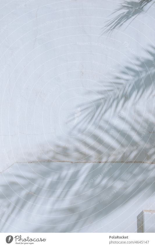 #A0# Palmenschatten Palmenwedel Palmendach Palmenzweige Schatten Schattenspiel Urlaub Urlaubsstimmung Urlaubsfoto Urlaubsort Urlaubsgrüße Außenaufnahme