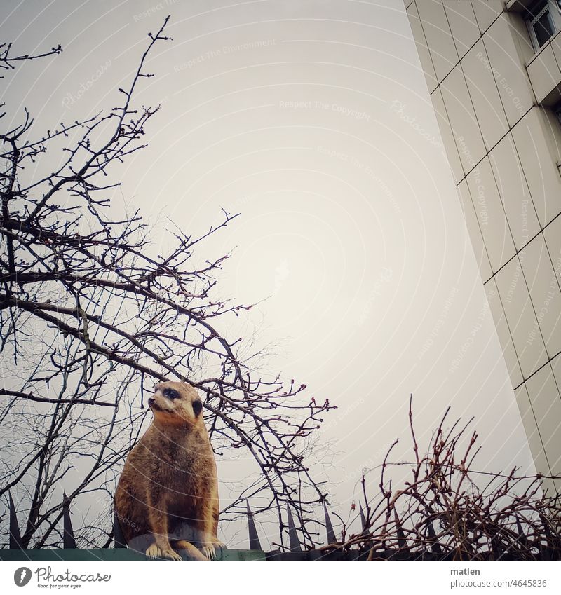 Ausreißer Ausreißer, Erdmännchen,zaun Hochhaus Himmel Zoo Außenaufnahme Menschenleer Werbung Blech Bäume