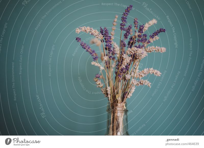 Lavendel Flasche Flaschenhals blau violett Vignettierung Pflanze Gesteck Blüte Zimmerpflanze natürlich Farbfoto Detailaufnahme Menschenleer Hintergrund neutral