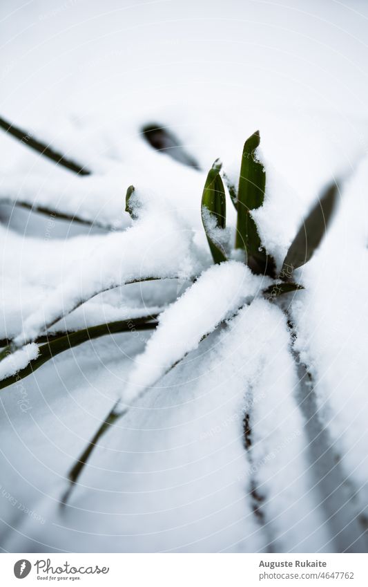 Mit Schnee bedeckter Kaktus Pflanze Winter Natur weiß kalt Frost Außenaufnahme Eis frieren Winterstimmung Farbfoto gefroren Wintertag Kälte Jahreszeiten Wetter