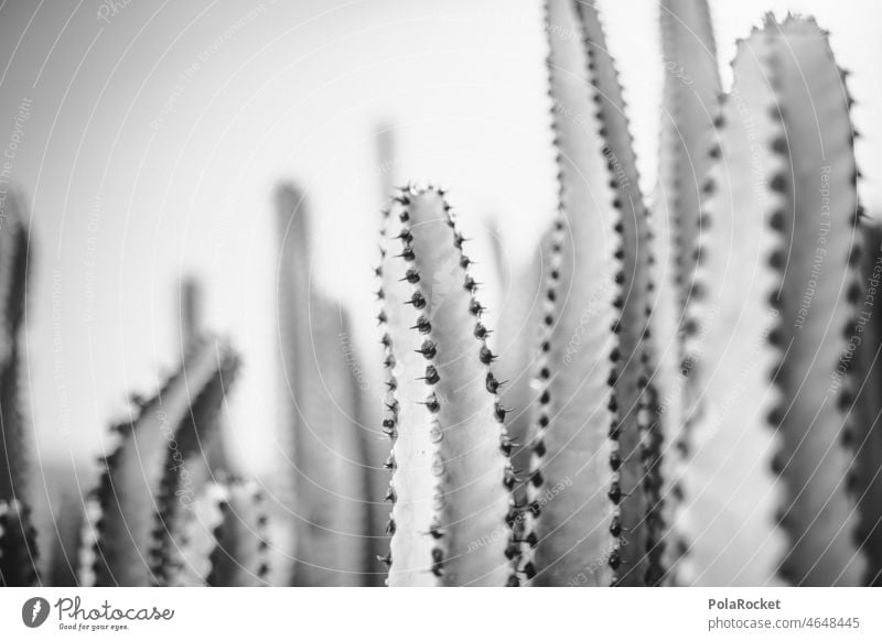 #A0# Kakteen Schwarz-Weiß Sukkulente Sukkulenten Trockenheit Fuerteventura Kanarische Inseln Kanaren Kaktusfeld kaktuspflanze Kakteenstacheln Kakteenblüte