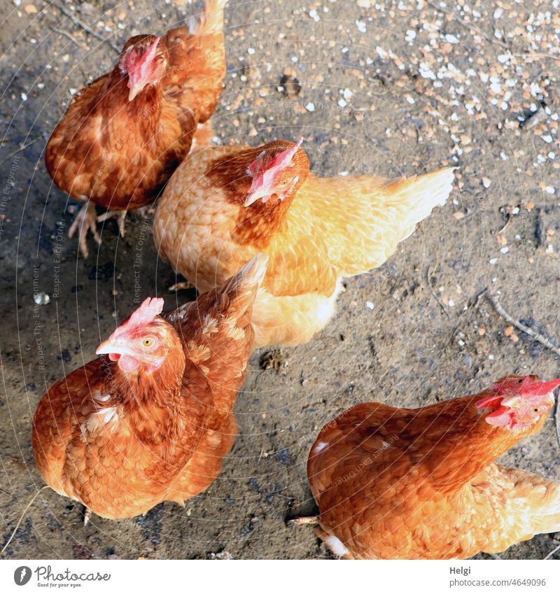 Tierliebe | Glückliche braune Hühner in einem Auslauf, Vogelperspektive Huhn Federvieh Geflügel Nahaufnahme Freilandhaltung Gehege Erdboden Neugier neugierig