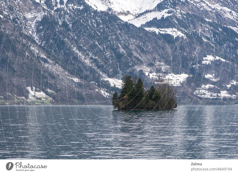 Kleine Insel im Schweizer See Alpen Wasser Iseltwald Schnee Frühling Inseln Bäume Berge u. Gebirge alpin