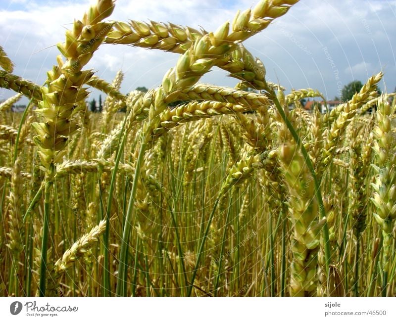 Getreide Korn Halm Weizen unreif gelb grün Feld