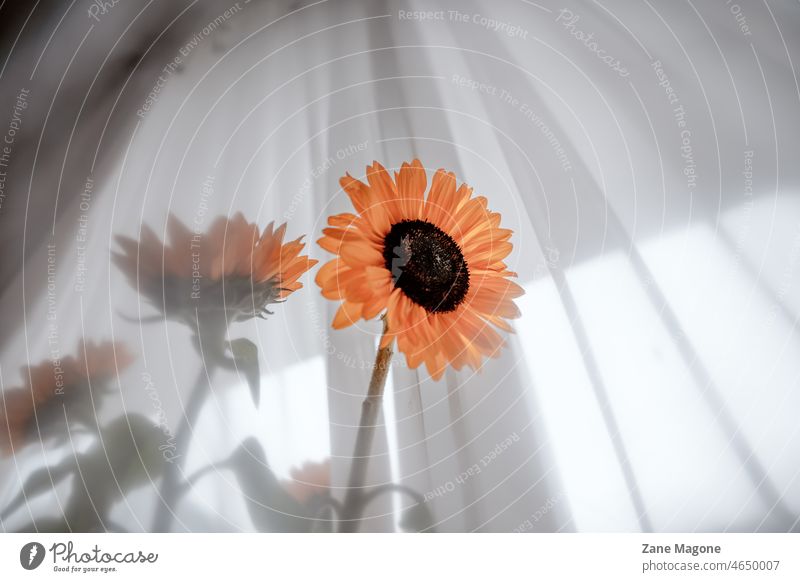 Sonnenblumen in Vase, drinnen Blumen im Innenbereich Licht Fenster Pflanzen gelb neblig Blumen in Vase Blütezeit Überstrahlung Farbe Pop dumpf nebliger Tag