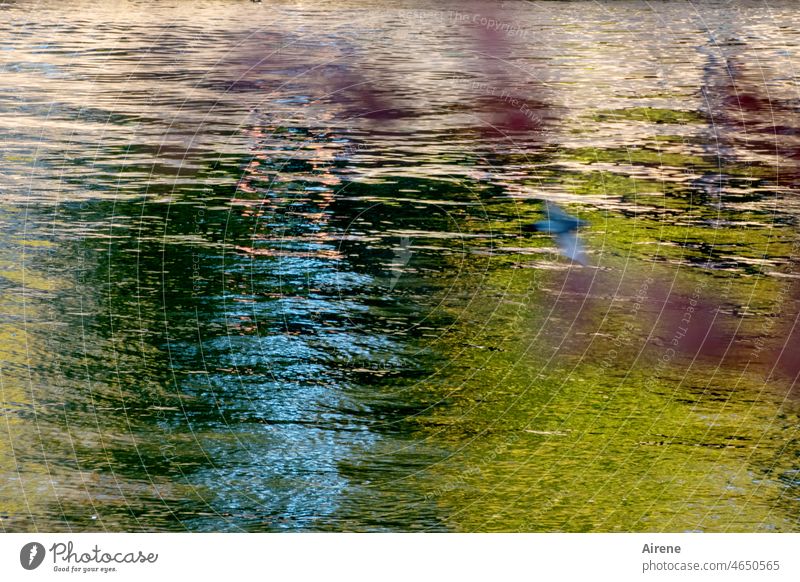 Leben im Wasser Farbe blau grün farbig rot Farbrausch Natur Wasserspiegelung Wellen glitzern funkeln Wasseroberfläche Spiegelung Beleuchtung Erleuchtung