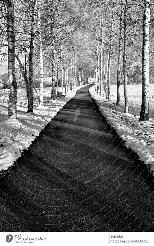 birkenallee im winter Weg Birke Bäume Birkenbäume Birkenallee Allee Symmetrie Winter Schnee schwarzweiß Landschaft Wege & Pfade Zentralperspektive