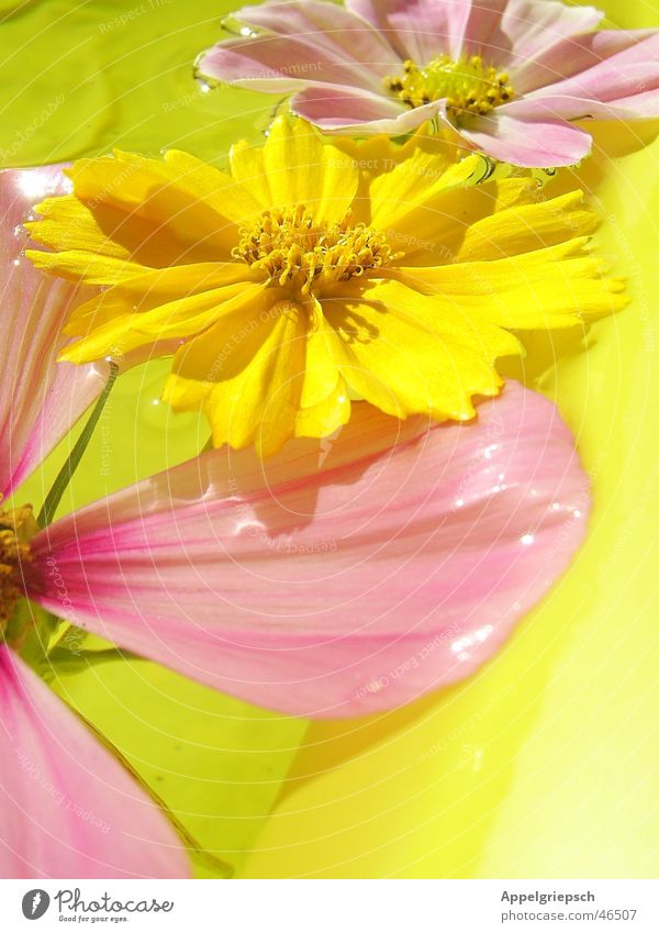 drei Blümelein 3 Blume Sommer gelb rosa Blüte Wasser Sonne