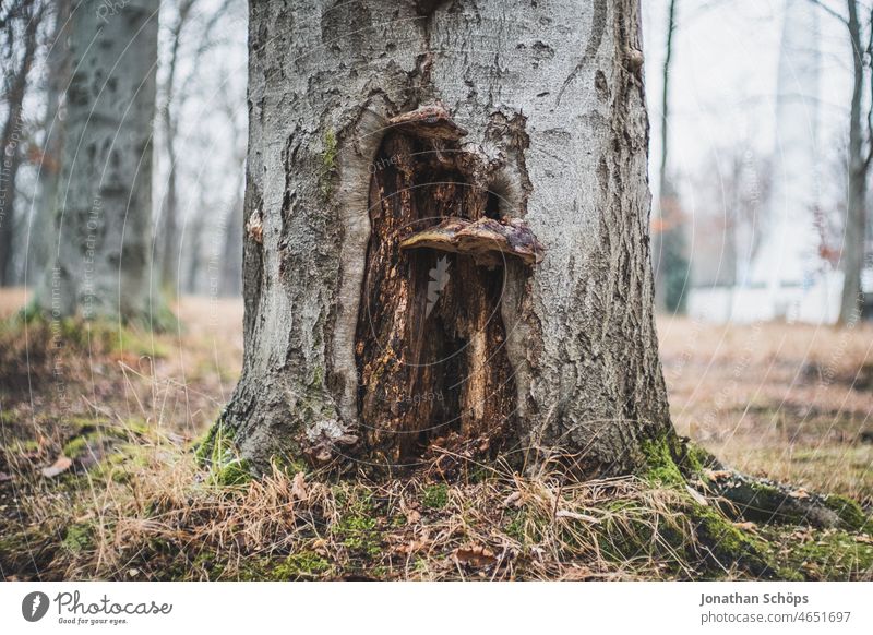 Baum mit Pilzen Portrait Wald Wiese Waldwiese Natur Holz Außenaufnahme Umwelt Menschenleer Baumpilz Winter baumportrait Farbfoto Pflanze Nahaufnahme Tag