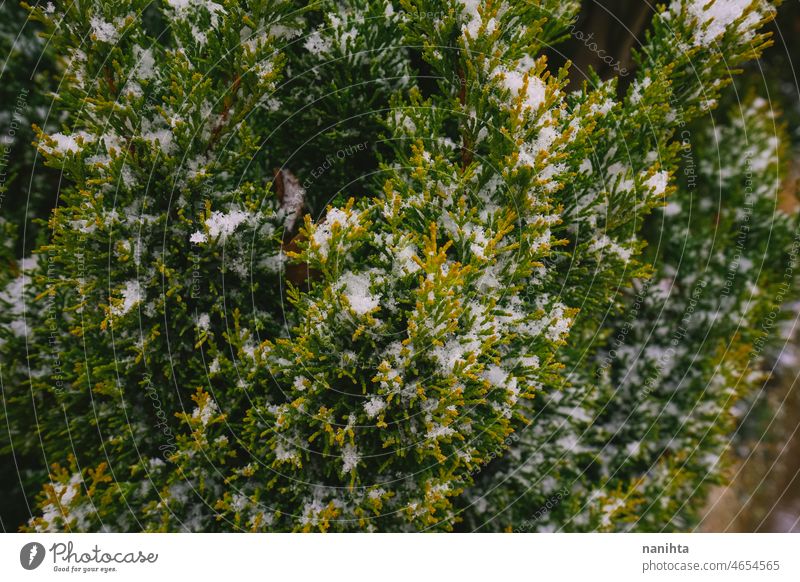 Abstrakter Hintergrund von gefrorenen grünen Pflanzen Schnee Winter Natur Wetter verschneite kalt frieren natürlich im Freien Makro Detailaufnahme abstrakt