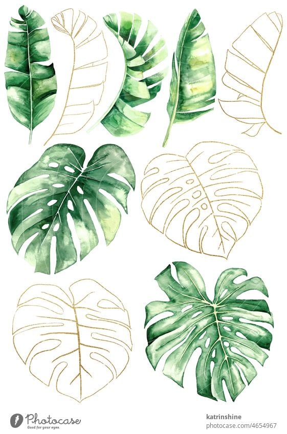 Grüne und goldene Aquarell tropische Banane und monstera Blätter Illustration botanisch Dekoration & Verzierung exotisch Laubwerk handgezeichnet vereinzelt