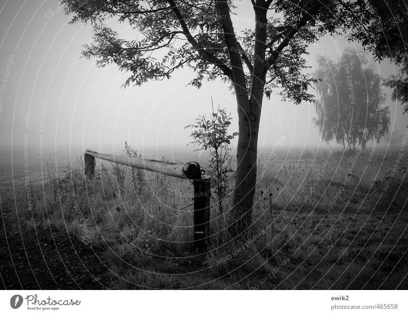 Smog Umwelt Natur Landschaft Pflanze Horizont Herbst Schönes Wetter Nebel Baum Sträucher Zweige u. Äste Feld Holz Wachstum ruhig Traurigkeit Idylle stagnierend