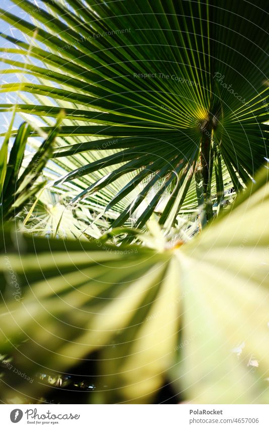 #A0# PalmenGrün Urlaubsstimmung Natur Pflanze Ferien & Urlaub & Reisen Außenaufnahme mediterran Süden Sommer Palmenzweig Palmenhaus Palmengarten Palmenzweige