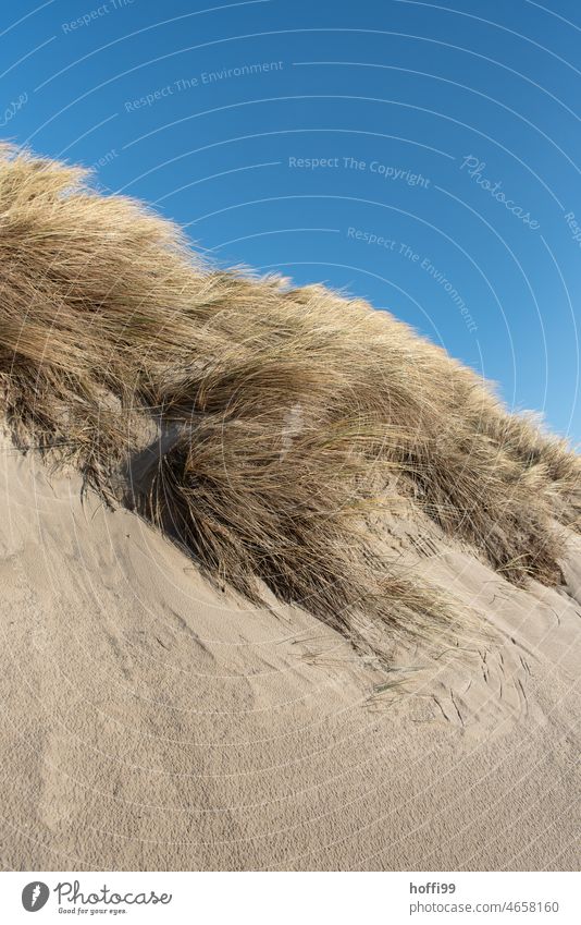 windiger Tag mit Blauer Himmel über einer Düne mit Dünengras Wind Schönes Wetter blau sand Strand Sand Küste Landschaft Meer Sommer Nordsee Sonnenlicht Natur