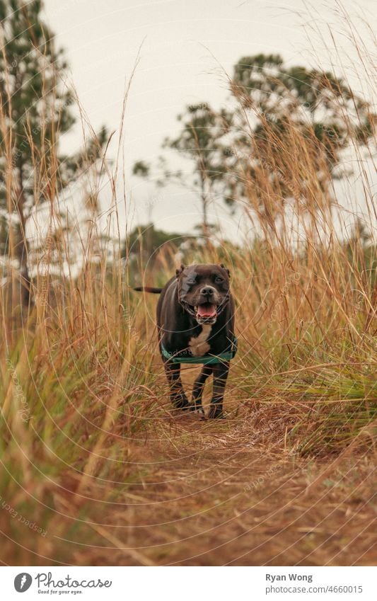 Pitbull läuft durch hohes Gras. Hund Haustier Tier Eckzahn Porträt züchten Terrier Welpe vereinzelt niedlich heimisch schwarz weiß Säugetier Rohr Korso braun