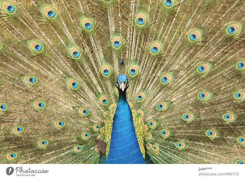 Schau mir in die Augen, Kleines Tier Taube Zoo Pfau Pfauenfeder 1 Brunft Ferien & Urlaub & Reisen ästhetisch exotisch blau mehrfarbig gelb gold grün Konkurrenz