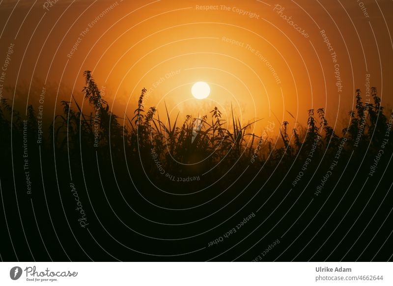 UT Teufelsmoor 2021|Sonnenaufgang im Brennesselfeld Platz für Text mystisch Deutschland Sonnenlicht Natur Moor Außenaufnahme Gegenlicht Landschaft romantisch