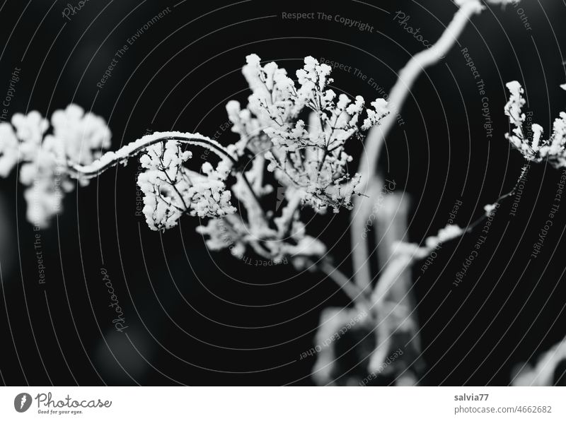 bizarre Formen, Raureif auf Gräserblüte Frost Pflanze Winter Eis gefroren Reif Schnee weiß Schwarzweißfoto Eiskristall starr schwarzer hintergrund Kontrastreich