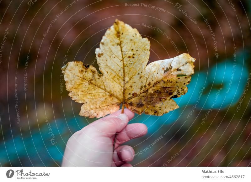 Blatt in der Hand zeigt die Vergänglichkeit Ahornblatt halten gelb sammeln einzeln Wald Herbstfärbung Laub herbstlich kalte Witterung Winterstimmung Blattfaser
