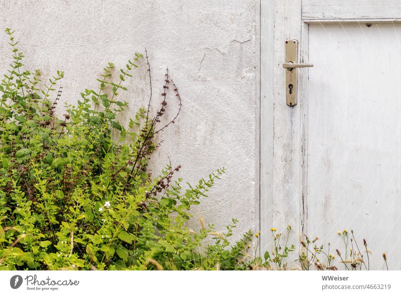 Diese Tür wurde schon lange nicht mehr geöffnet, vor ihr ist eine üppige grüne Wiese entstanden Klinke geschlossen zu wachsen wuchern zuwachsen Gras Natur wild