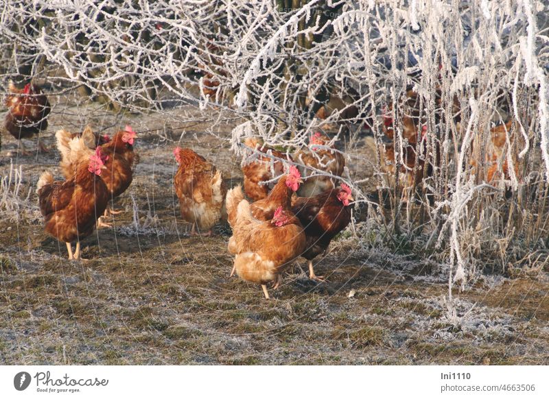 Hühner im Winterzauberland II frostig Sonnenschein Schönes Wetter Wintersonne Tiere Nutztiere Hühnerfarm Hühnergruppe freilaufende Hühner Freilandhaltung