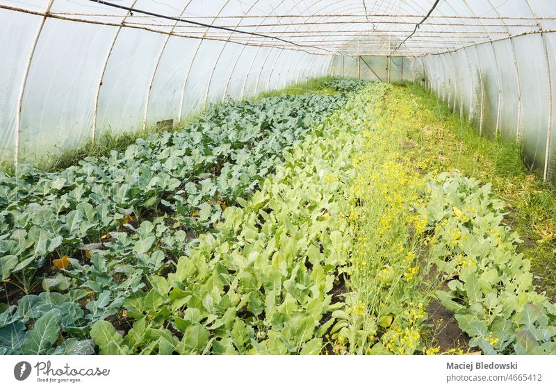Innenraum eines Gewächshauses für Öko-Gemüseanbau. Bauernhof organisch Ackerbau Lebensmittel Blatt grün Natur Gartenarbeit wachsen Gesundheit natürlich