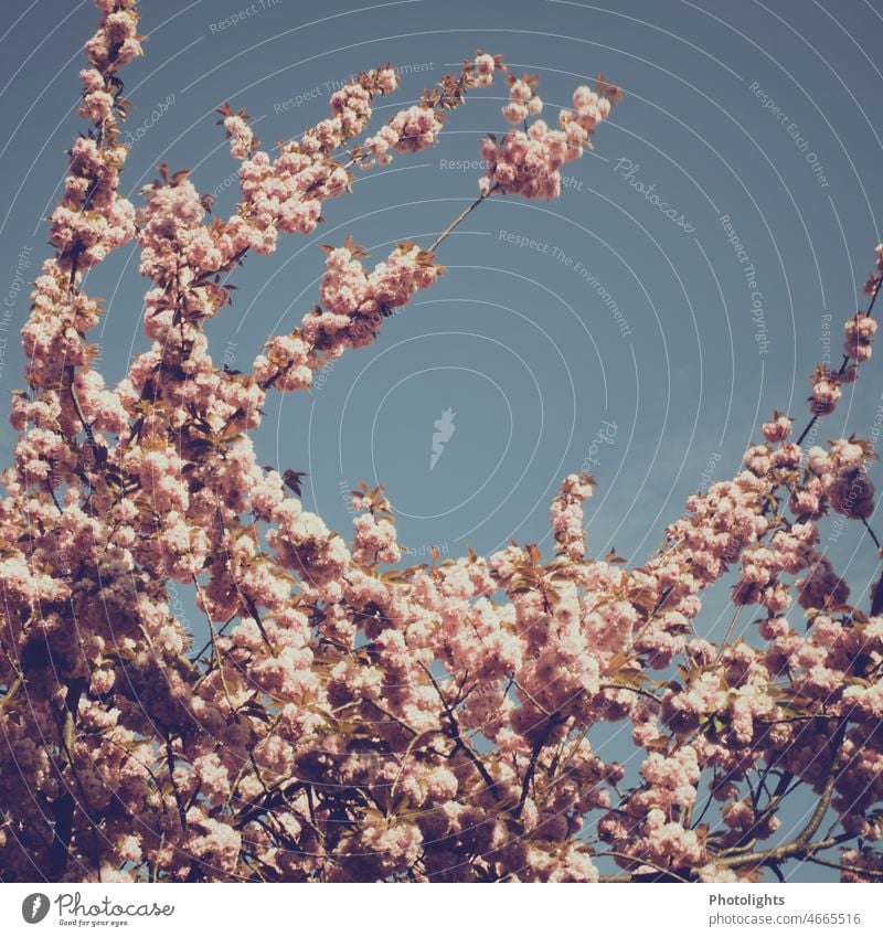 Japanische Kirschblüte rosa blau Himmel Textfreiraum Blüte Frühling Natur Kirschblüten Pflanze Blühend Baum schön blühen Außenaufnahme Farbfoto Schönes Wetter