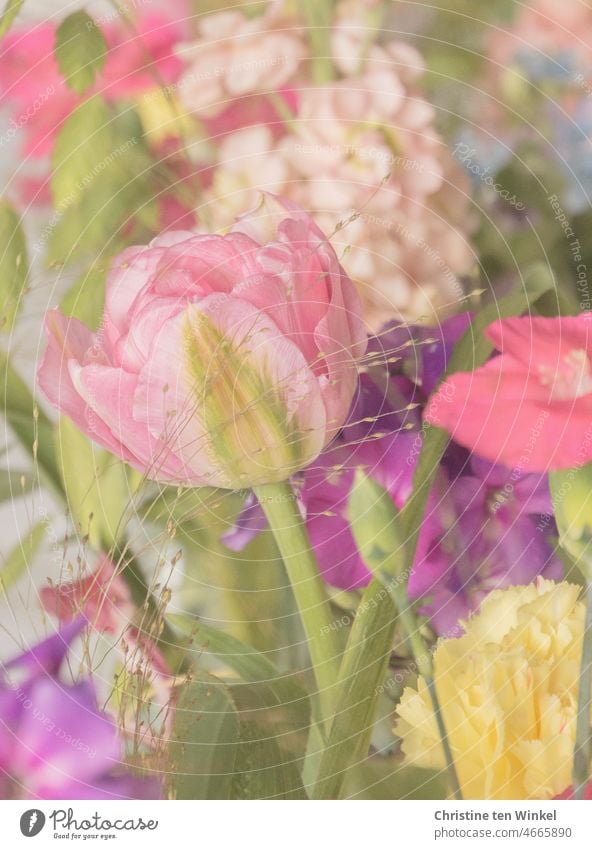 Romantik pur / zarte Blüten in Pastellfarben rosa gelb violett schön tulpe Nelken Frühling Blumenstrauß Ostern Geschenk Geburtstag Valentinstag Muttertag
