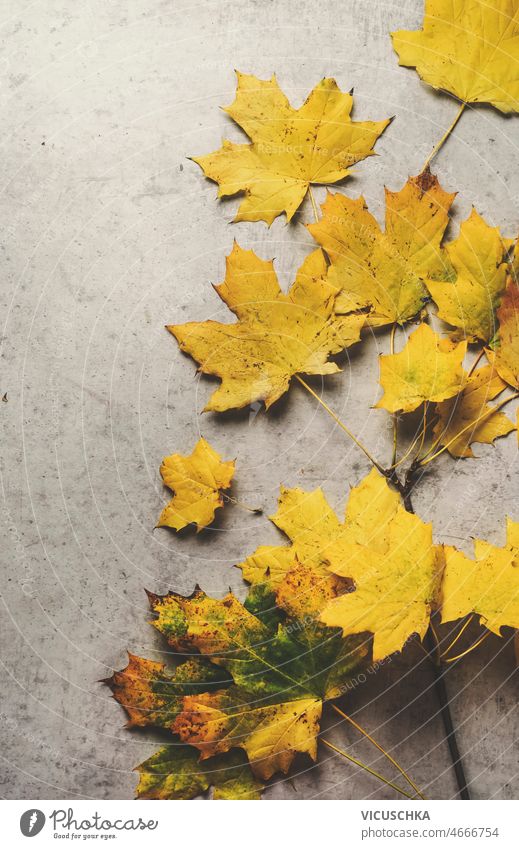 Gelbe Herbstblätter auf grauem Betontisch. Saisonale Herbst Hintergrund gelb Herbstlaub Tisch saisonbedingt farbig Blätter Draufsicht Farbe farbenfroh fallen