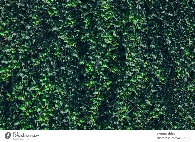 Grüne Blätter Muster Hintergrund. Natürlicher Hintergrund und Tapete. Kleine grüne Blätter Textur. Saubere Umgebung Flora Laubwerk Pflanze schön Botanik Ast