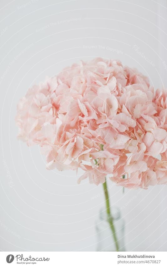 Rosafarbene Hortensienblüte in einer Vase, minimalistische Blumengrußkarte mit Platz für Text zum Valentinstag. Frische Hortensienblüte in rosa, minimale Grußkarte mit Platz für Text, Zärtlichkeit und Romantik zum Valentinstag.