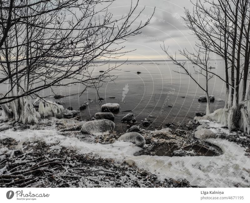 Gefrorene Baumwurzeln und Felsen am Strand gefroren frieren Winter Eisfläche Schnee Kälte kalt Frost Natur See Winterstimmung Wasser Wetter MEER