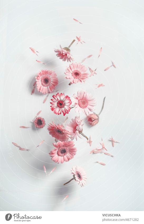 Fliegende rosa Gänseblümchen auf weißem Wandhintergrund mit Schatten. fliegen Hintergrund fallend Blütenblätter Sommer Vorderansicht schön Blütezeit geblümt