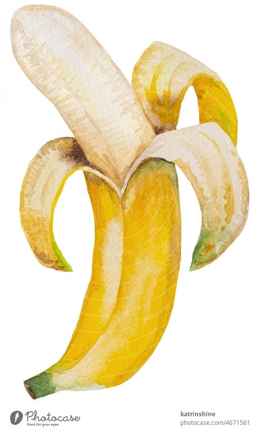 Geschälte Aquarell gelbe reife Banane. Ganze tropische Frucht Illustration botanisch geschnitten Dekoration & Verzierung Element exotisch handgezeichnet