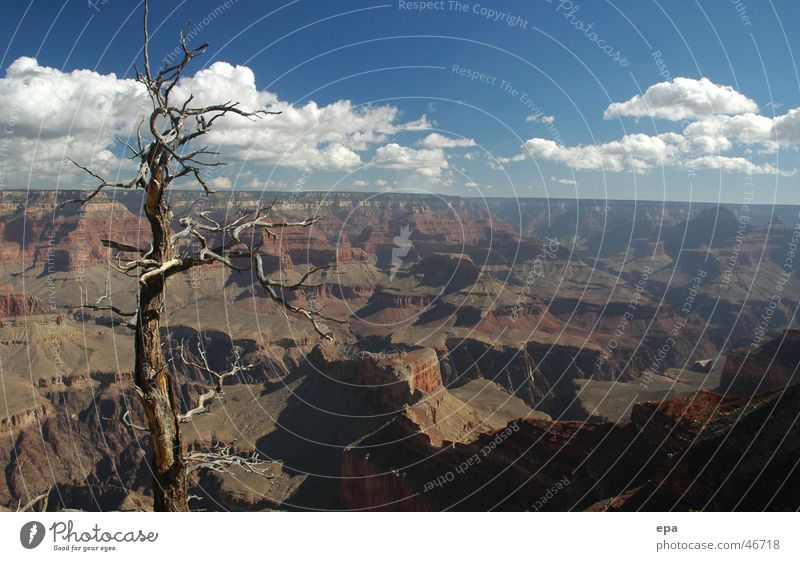 Grand Canyon Nationalpark Schlucht Nevada Baum Ferien & Urlaub & Reisen USA Freiheit Landschaft Ferne Naturwunder