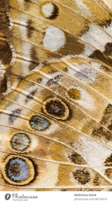 Nahaufnahme eines Schmetterlingsflügels Distelfalter Vanessa Cardui abstrakt abschließen filigran Design Detailaufnahme getrocknetes Exemplar Entomologie