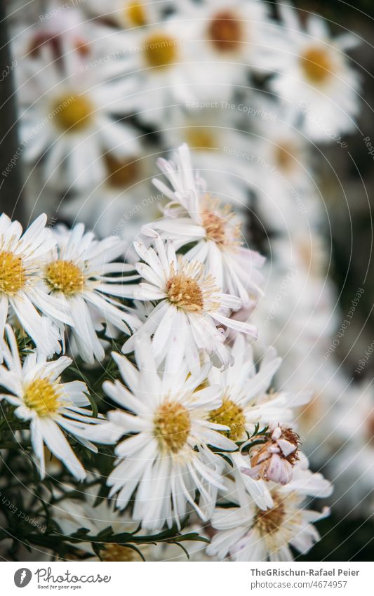 Weisse Blumen weiß Nahaufnahme details Natur Pflanze