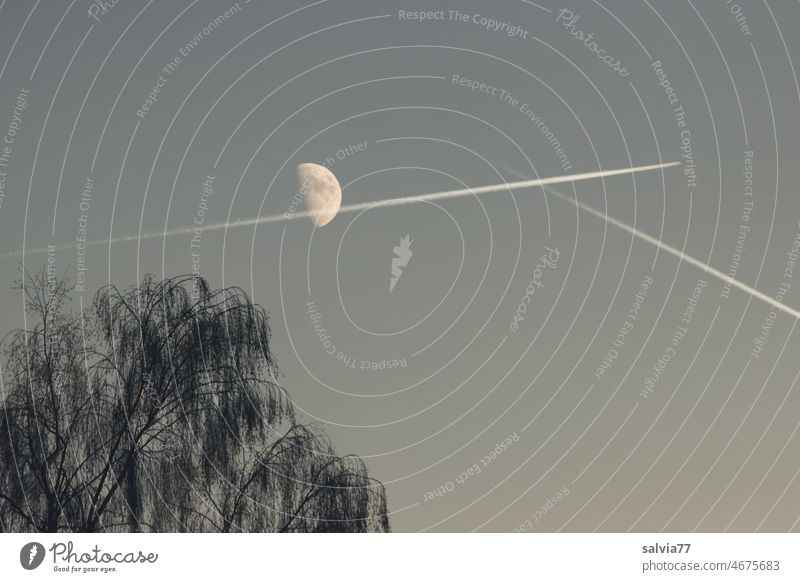 Halbmond und Kondensstreifen am Abendhimmel Himmel Mond zunehmender Mond Baumkrone Dämmerung Sichelmond Flugverkehr Planet abendhimmel Mondschein Wetter
