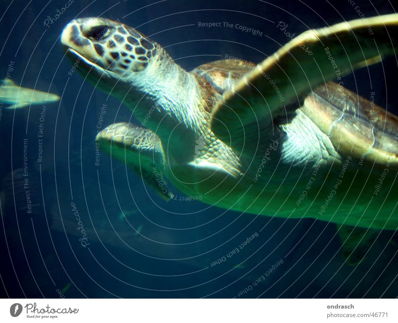 Schwimmkröte Schildkröte Meer tauchen Tier gleiten Umweltschutz Biologie turtle ocean swimming Wasser Natur sea gepanzert Schwimmen & Baden
